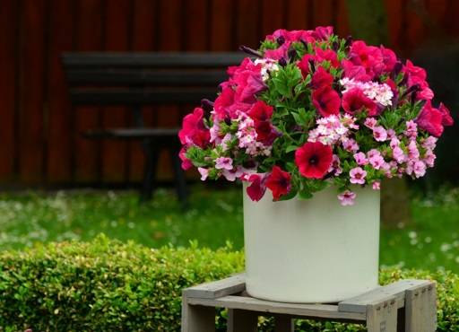 Large white pot of summer bedding